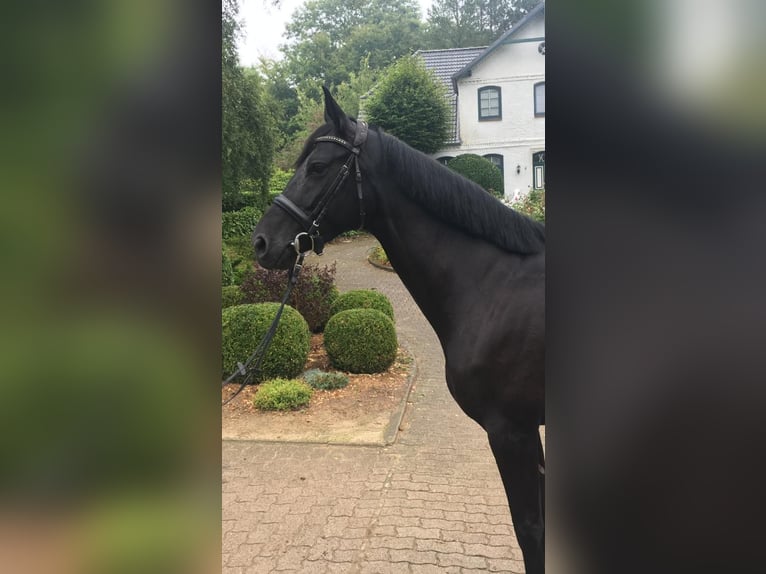 Russisches Reitpferd Stute 5 Jahre 166 cm Rappe in S&#xFC;sel