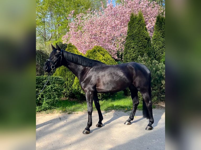 Russisches Reitpferd Stute 5 Jahre 166 cm Rappe in S&#xFC;sel