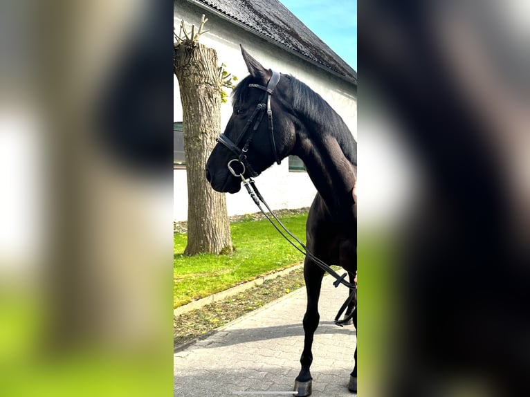 Russisches Reitpferd Stute 5 Jahre 166 cm Rappe in S&#xFC;sel