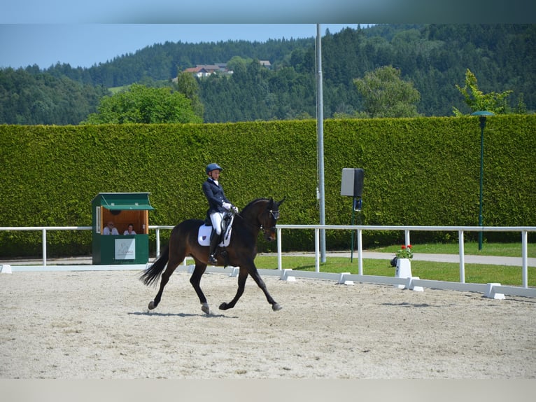 Russisches Reitpferd Wallach 10 Jahre 163 cm Dunkelbrauner in Salzburg