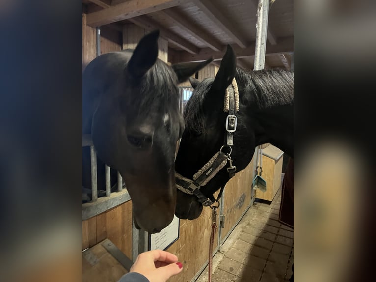 Russisches Reitpferd Wallach 10 Jahre 163 cm Dunkelbrauner in Salzburg