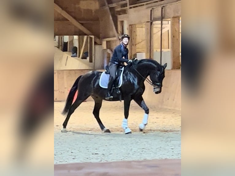 Russisches Reitpferd Wallach 10 Jahre 163 cm Dunkelbrauner in Salzburg