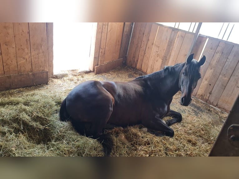 Russisches Reitpferd Wallach 10 Jahre 163 cm Dunkelbrauner in Salzburg