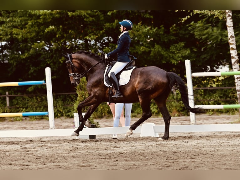 Russisches Reitpferd Wallach 10 Jahre 163 cm Dunkelbrauner in Salzburg