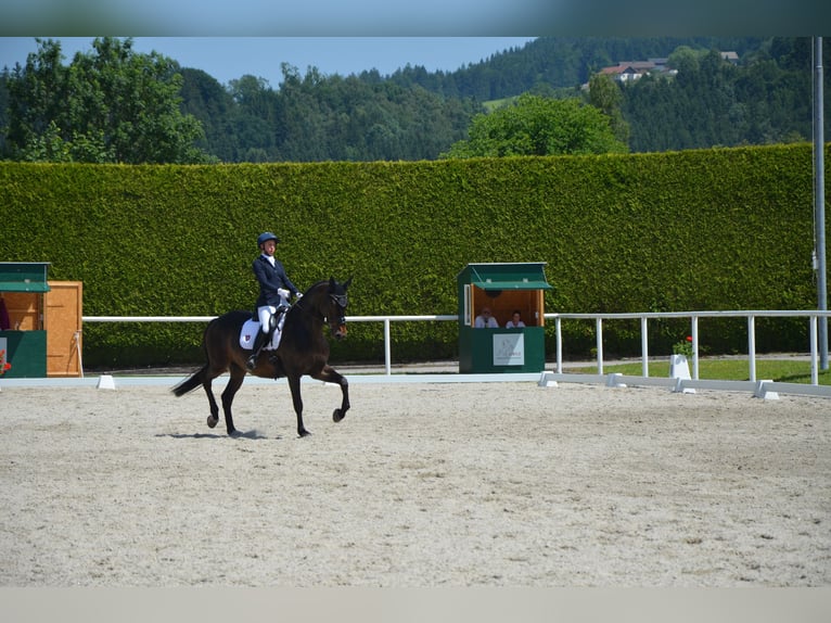 Russisches Reitpferd Wallach 10 Jahre 163 cm Dunkelbrauner in Salzburg
