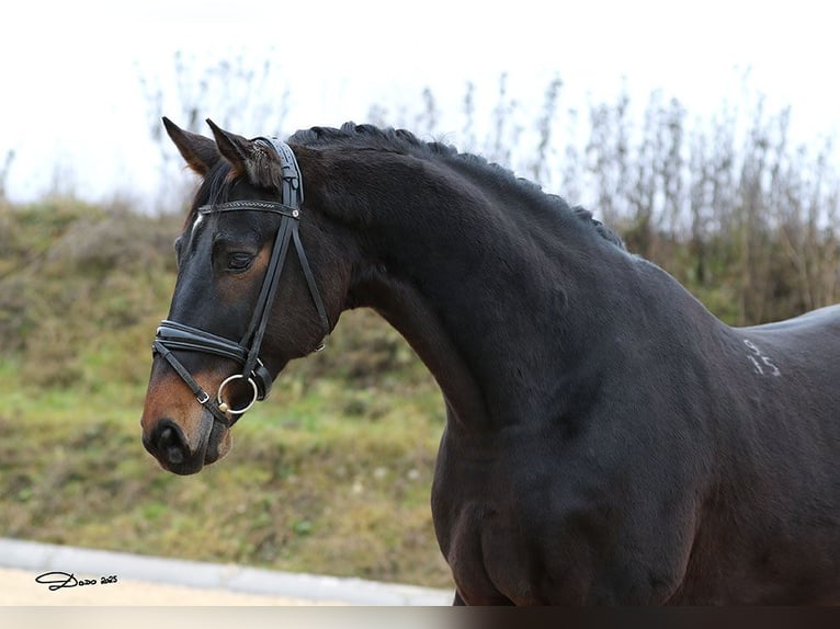 Russisches Reitpferd Wallach 11 Jahre 165 cm Dunkelbrauner in Schlatt
