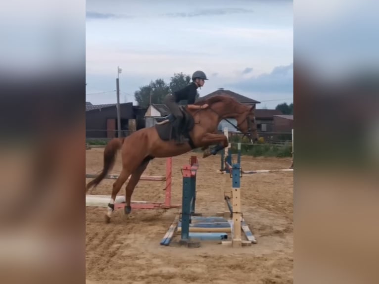 Russisches Reitpferd Wallach 5 Jahre 162 cm Dunkelfuchs in &#1041;&#1080;&#1089;&#1077;&#1088;&#1086;&#1074;&#1086;