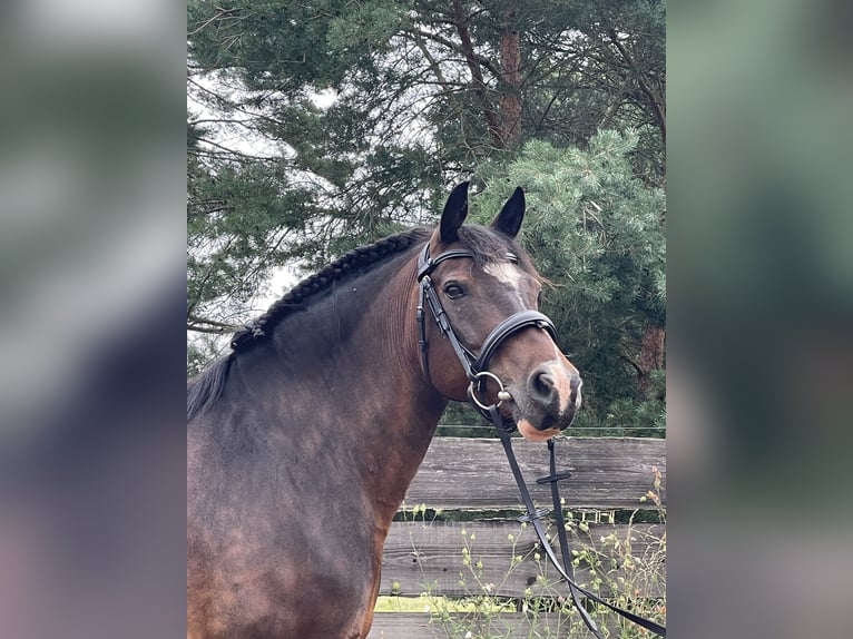 Russo Giumenta 13 Anni 148 cm Baio in Warnow