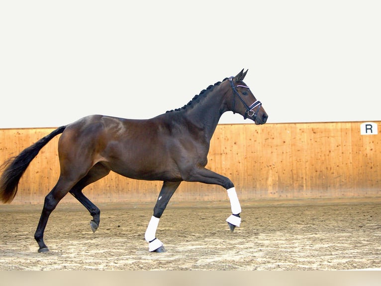 Russo Giumenta 2 Anni 171 cm Baio in Postfeld