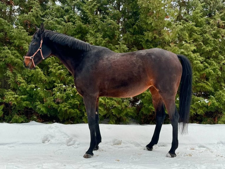 Rysk sadelhäst Sto 10 år 165 cm Mörkbrun in Nizhny Novgorod region