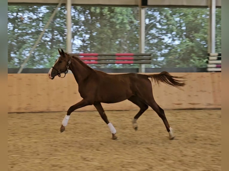 Sachsen-Anhaltiner Hingst 2 år 160 cm fux in Au in der Hallertau