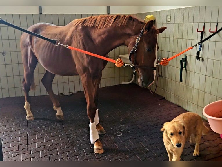 Sachsen-Anhaltiner Hingst 2 år 160 cm fux in Au in der Hallertau