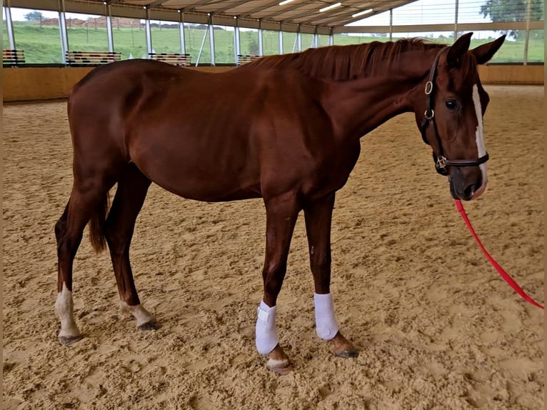 Sachsen-Anhaltiner Hingst 2 år 160 cm fux in Au in der Hallertau