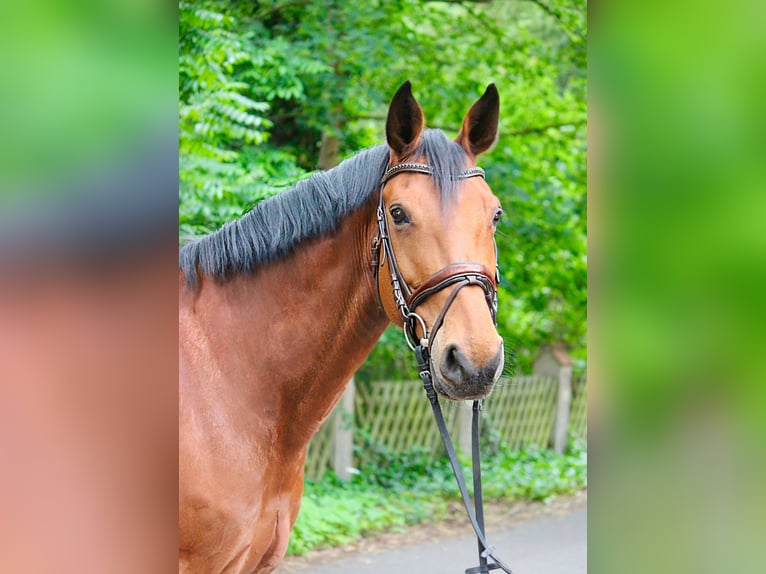 Sachsen-Anhaltiner Klacz 13 lat 168 cm Gniada in Gifhorn