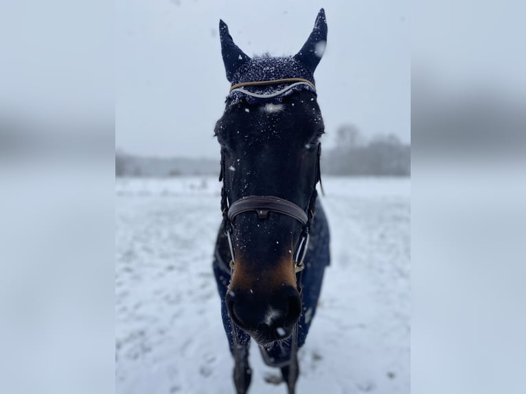 Sachsen-Anhaltiner Klacz 20 lat 162 cm Ciemnogniada in Gifhorn