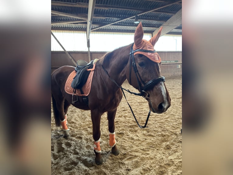 Sachsen-Anhaltiner Klacz 25 lat 160 cm Kasztanowata in Halle