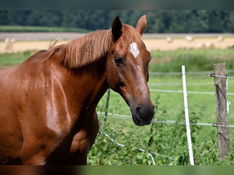 Sachsen-Anhaltiner Merrie 11 Jaar 163 cm Vos in Osnabrück