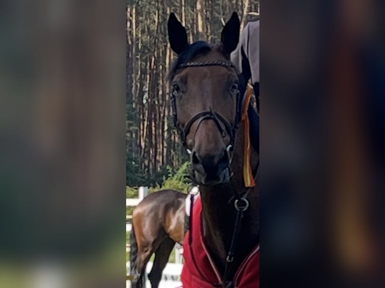 Sachsen-Anhaltiner Merrie 13 Jaar 168 cm Bruin in Gifhorn