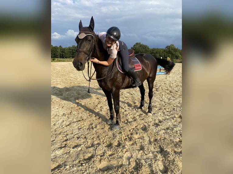 Sachsen-Anhaltiner Merrie 19 Jaar 162 cm Donkerbruin in Gifhorn Sachsen-Anhaltiner Merrie 19 Jaar 162 cm Donkerbruin in Gifhorn