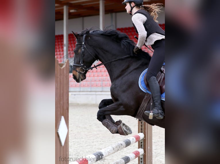 Sachsen-Anhaltiner Merrie 19 Jaar 162 cm Donkerbruin in Gifhorn Sachsen-Anhaltiner Merrie 19 Jaar 162 cm Donkerbruin in Gifhorn