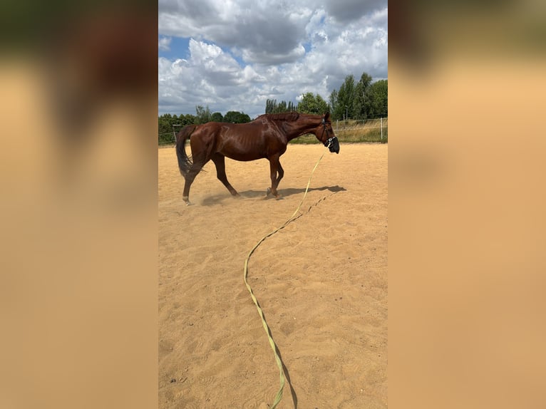 Sachsen-Anhaltiner Merrie 25 Jaar 160 cm Vos in Halle