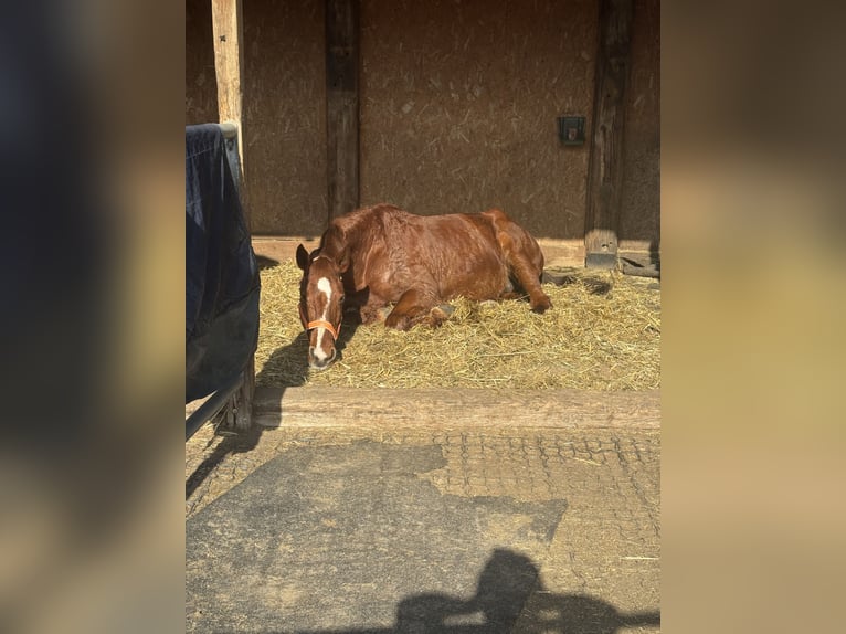 Sachsen-Anhaltiner Merrie 25 Jaar 160 cm Vos in Halle