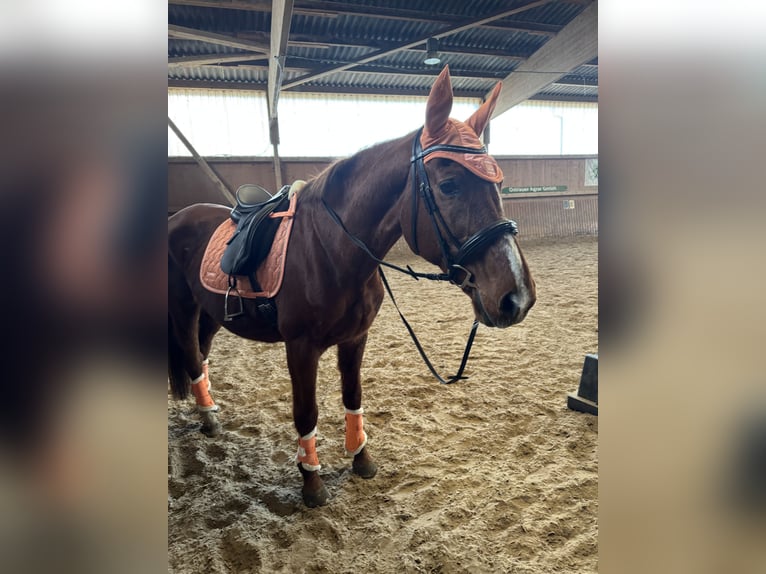 Sachsen-Anhaltiner Merrie 25 Jaar 162 cm Vos in Halle