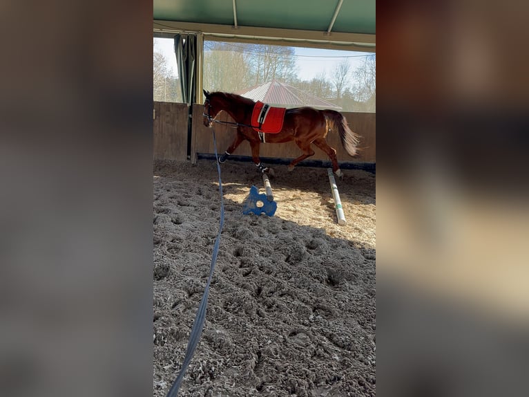 Sachsen-Anhaltiner Merrie 25 Jaar 162 cm Vos in Halle