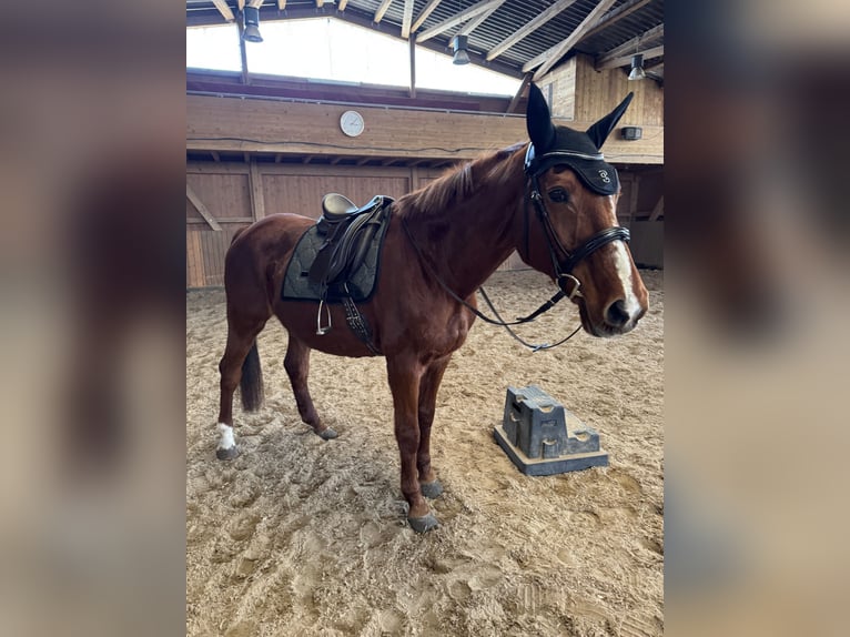 Sachsen-Anhaltiner Merrie 25 Jaar 162 cm Vos in Halle