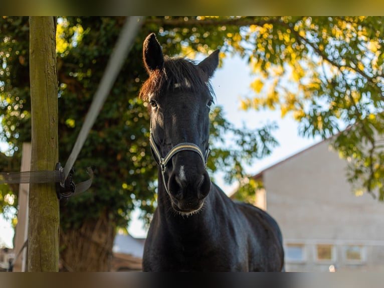 Sachsen-Anhaltiner Mix Merrie 5 Jaar 152 cm Gevlekt-paard in Sonderhofen