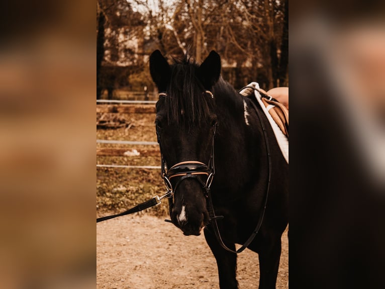 Sachsen-Anhaltiner Mix Merrie 5 Jaar 152 cm Gevlekt-paard in Sonderhofen