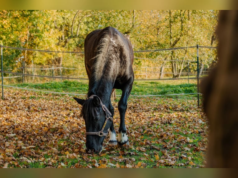 Sachsen-Anhaltiner Mix Merrie 5 Jaar 152 cm Gevlekt-paard in Sonderhofen