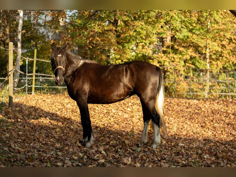 Sachsen-Anhaltiner Mix Merrie 5 Jaar 152 cm Gevlekt-paard in Sonderhofen