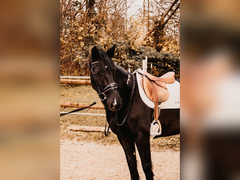 Sachsen-Anhaltiner Mix Merrie 5 Jaar 152 cm Gevlekt-paard in Sonderhofen