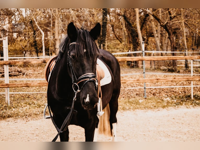 Sachsen-Anhaltiner Mix Merrie 5 Jaar 152 cm Gevlekt-paard in Sonderhofen