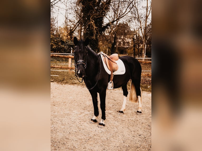 Sachsen-Anhaltiner Mix Merrie 5 Jaar 152 cm Gevlekt-paard in Sonderhofen