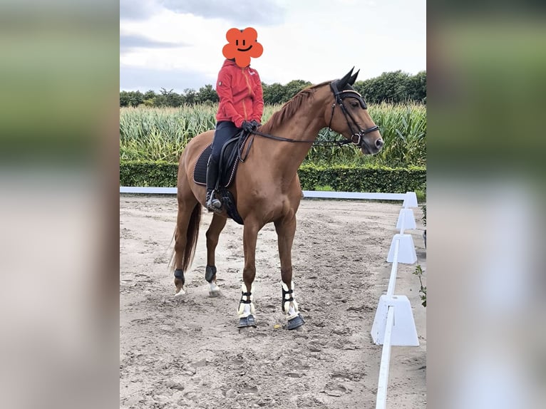 Sachsen-Anhaltiner Merrie 9 Jaar 166 cm Vos in Werne