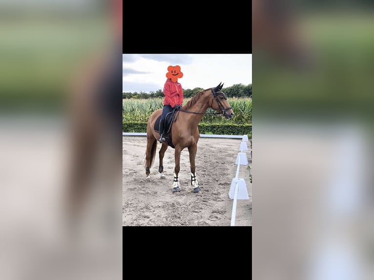 Sachsen-Anhaltiner Merrie 9 Jaar 166 cm Vos in Werne