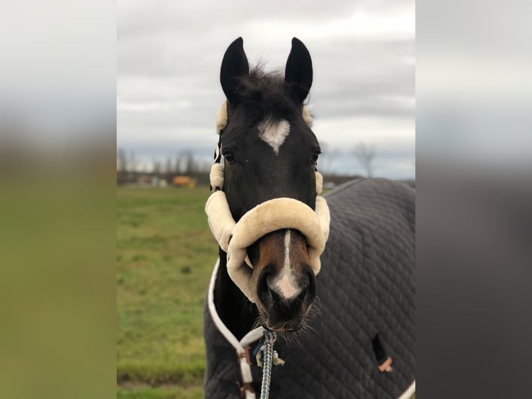 Sachsen-Anhaltiner Ruin 15 Jaar 166 cm Zwartbruin in Schönefeld