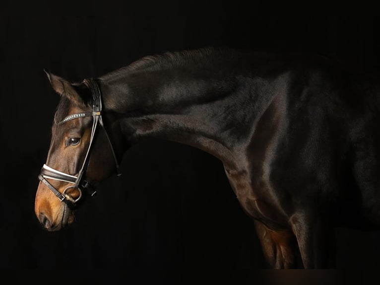 Sachsen-Anhaltiner Ruin 9 Jaar 174 cm Donkerbruin in Krefeld