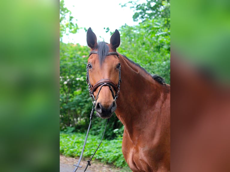 Sachsen-Anhaltiner Stute 13 Jahre 168 cm Brauner in Gifhorn
