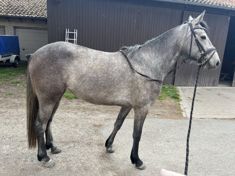 Sachsen-Anhaltiner Stute 4 Jahre 149 cm Kann Schimmel werden in Garbsen