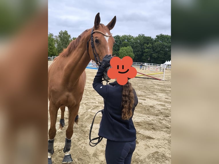 Sachsen-Anhaltiner Stute 9 Jahre 166 cm Fuchs in Werne