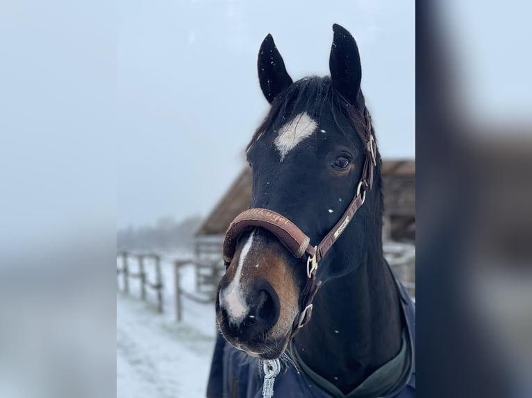 Sachsen-Anhaltiner Valack 15 år 166 cm Rökfärgad svart in Schönefeld