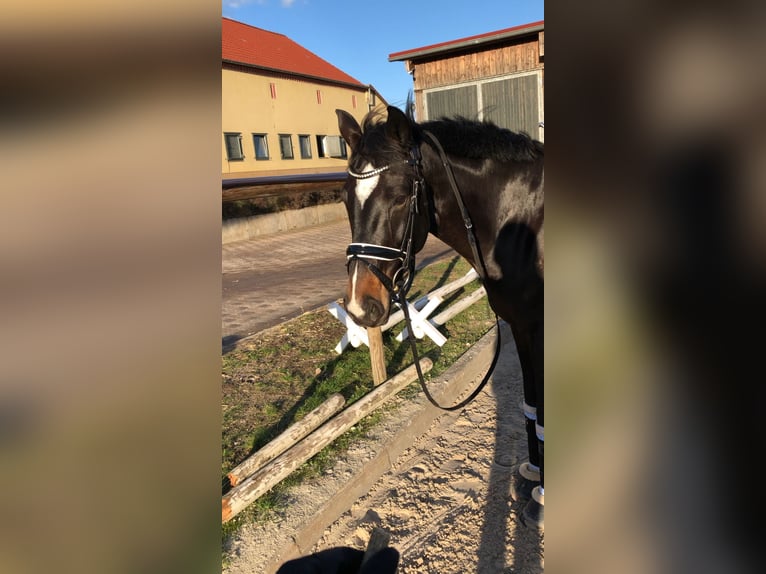 Sachsen-Anhaltiner Wałach 15 lat 166 cm Skarogniada in Schönefeld