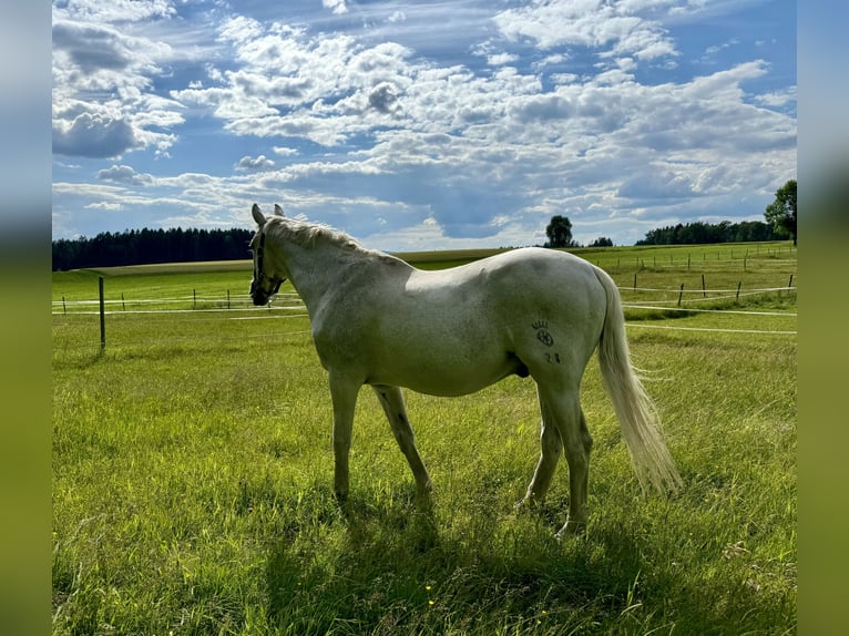 Sachsen-Anhaltiner Wałach 25 lat 170 cm Siwa in Tirschenreuth