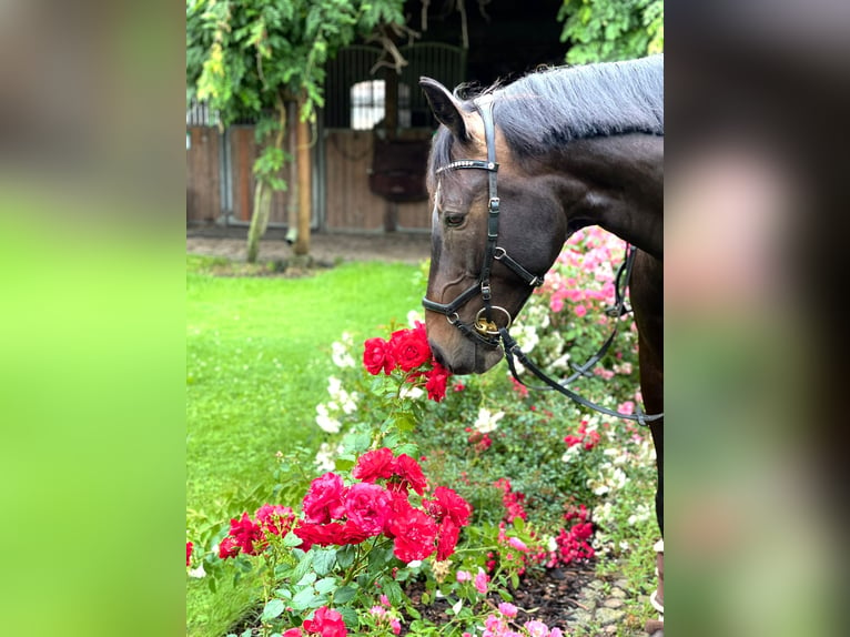 Sachsen-Anhaltiner Wallach 15 Jahre 166 cm Schwarzbrauner in Schönefeld