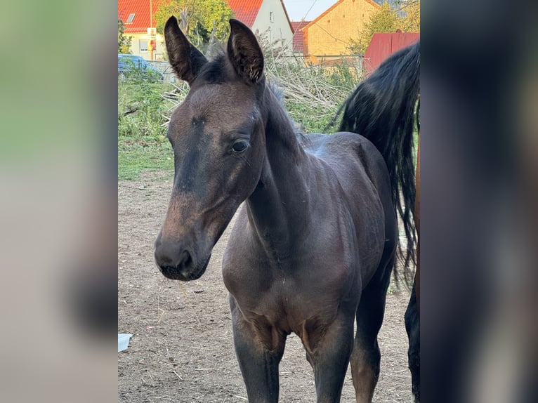 Sachsiskt varmblod Hingst Föl (06/2024) Rökfärgad svart in MoritzburgMoritzburg