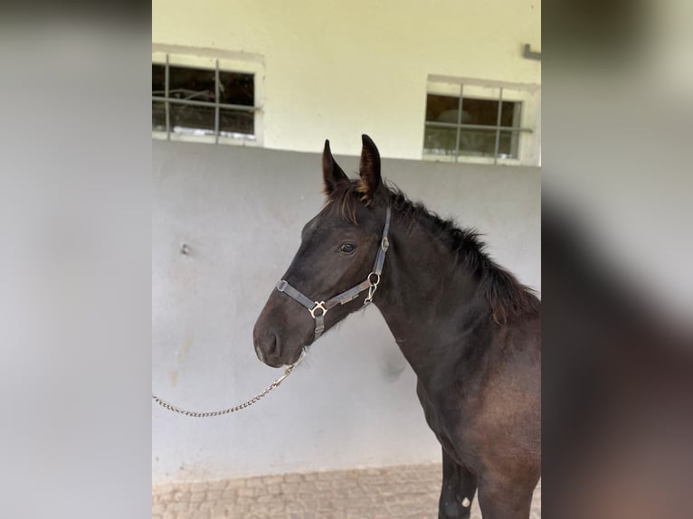 Sachsiskt varmblod Hingst Föl (03/2024) in Weißenberg