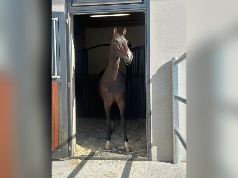 Sachsiskt varmblod Sto 8 år 160 cm Mörkbrun in Thalgau